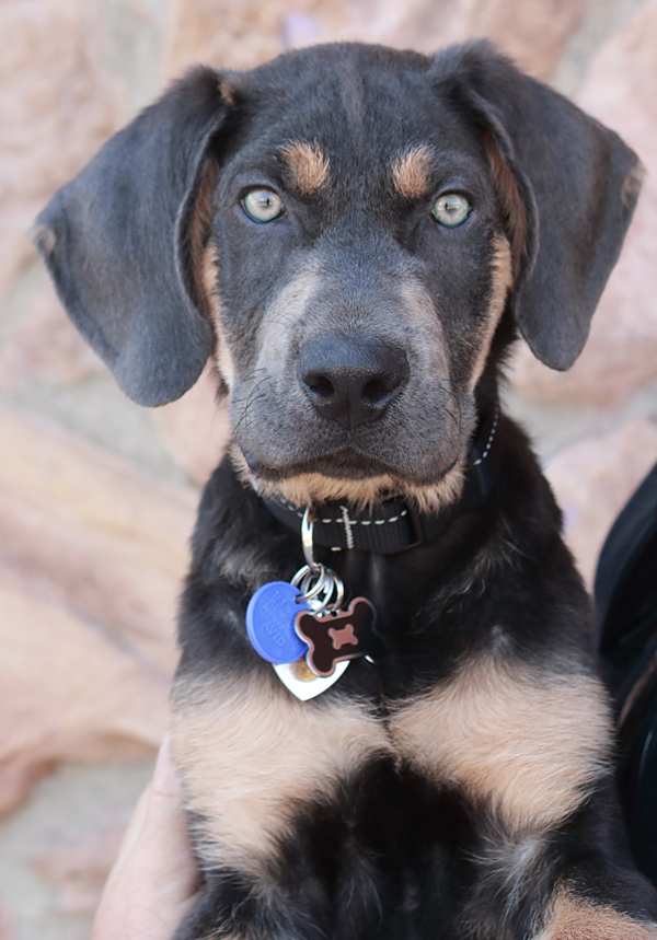 Weimaraner german shepherd hot sale mix